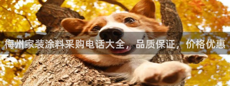 和记(福建)商贸有限公司招聘：梅州家装涂料采购电话大全，品质保证，价格优惠