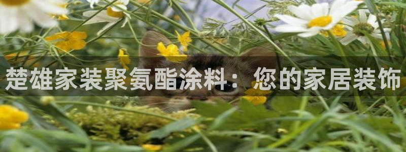 江苏和记餐饮有限公司：楚雄家装聚氨酯涂料：您的家居装饰